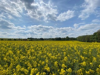 Obraz premium Blooming rapeseed field in a cloudy day, bright vibrant colours in England, Spring, season