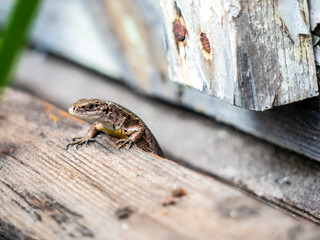 A small lizard with a tail basks in the sun in the summer sitting on wooden boards in the park