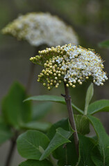 Viburnum (Viburnum lantana) blooms in spring