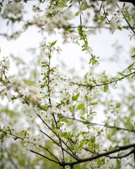 Apple blossom flowers on the tree in spring