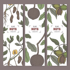 Three labels with pecan, Brazil nut peanut branch and nuts color sketch. - 502830859