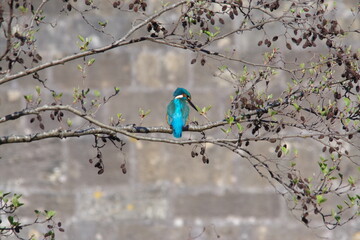 Kingfisher With Back Feathers showing