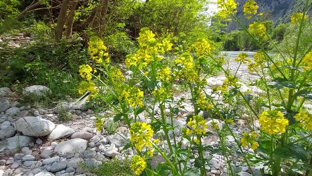 white butterfly on yellow flowers