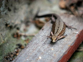 A small lizard with a tail basks in the sun in the summer sitting on wooden boards in the park