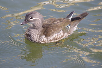Female Mandarin Duck on Water