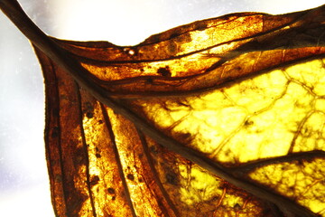 Hoja de àrbol de Tilo para infusiones medicinales, con luz de superficie forma detalles abstractos...