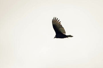 vulture in flight