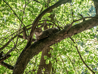 Tabby cat sits on a tree branch, selective focus.