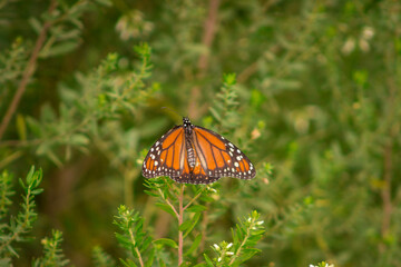 monarch butterfly