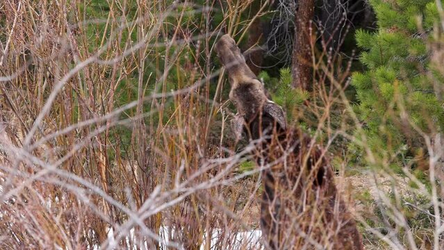 Hidden moose (Alces alces) in the bushes eats twigs in the forest. Colorado and Rocky Mountains herbivore fauna and wildlife feeding.
