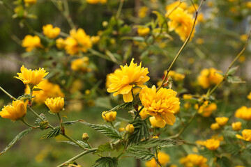 Closeup view of beautiful blooming kerria japonica bush with yellow flowers outdoors on spring day