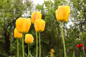 Fototapeta premium Beautiful bright yellow tulips outdoors on spring day, closeup