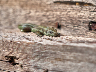 A small lizard with a tail basks in the sun in the summer sitting on wooden boards in the park