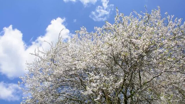 Crown of flowering plum tree (Prunus cerasifera) on a background of sky with clouds. Branches with white flowers swaying in the wind
