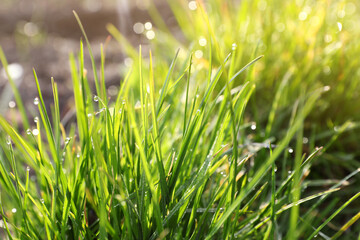 Green grass with morning dew outdoors, closeup