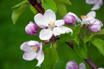 Fototapeta na wymiar Blooming fruit tree. Pink Cherry Blossom flower on a warm spring day