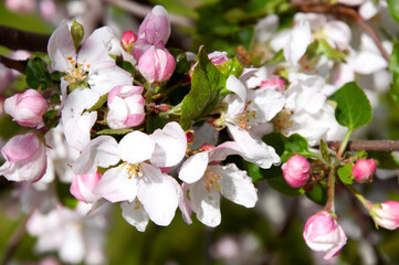 Blooming fruit tree. Pink Cherry Blossom flower on a warm spring day