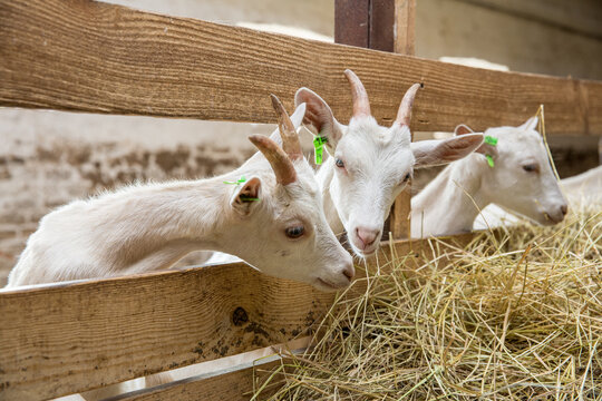 Young goats eating hay in a stable.