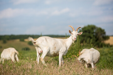 Obraz premium Herd of farm goats on a pasture.