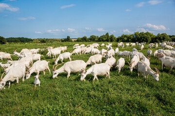 Obraz na płótnie Canvas Herd of farm goats on a pasture.