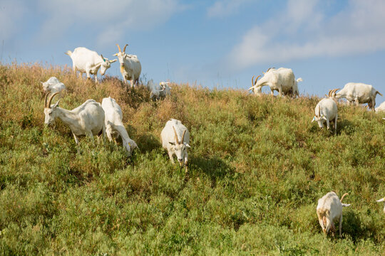 Herd of farm goats  on a pasture.