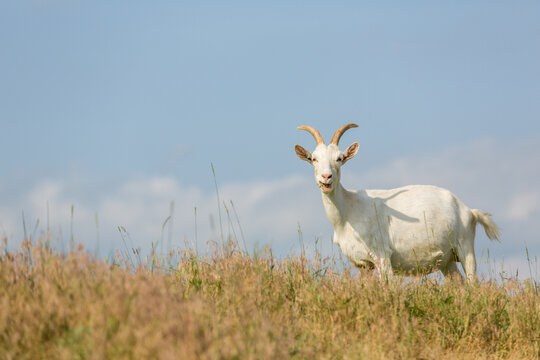 Milk goat on a pasture.