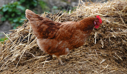 Hen with a buttercup comb on a  dunghill. It's probably a Siciliana chicken.