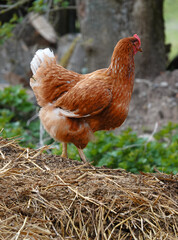 Hen with a buttercup comb standing on a  dunghill. It's probably a Siciliana chicken.