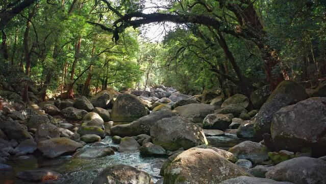 Wild nature environment of Mossman gorge Queensland Australia. Rainforest nature