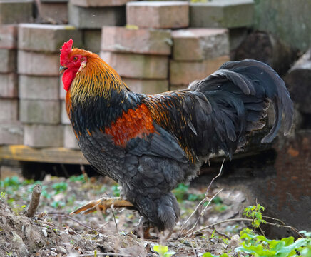 Rooster with a buttercup comb. It's probably a Siciliana chicken, which is an extreme rare breed. Seen on a farm in Bellernberg, NRW, Germany