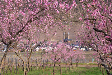 Springtime in Moselle region, Germany