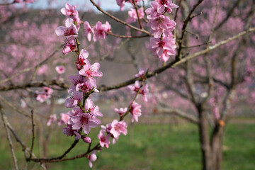 Blossom of vinyard peach tree, springtime in Moselle region, Germany