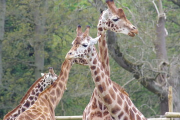 giraffe in the wildlife park