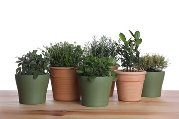 Fototapeta na wymiar Pots with thyme, bay, sage, mint and rosemary on wooden table against white background