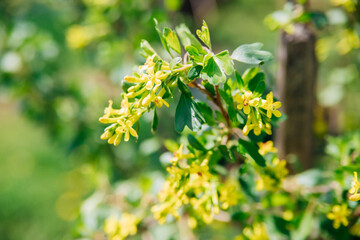 Fototapeta premium Currant flowers are yellow. Spring awakening of nature. A variety of black currant. A green bush in the garden.