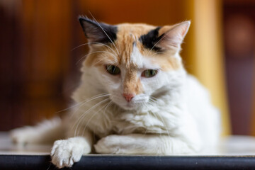 cat on a table