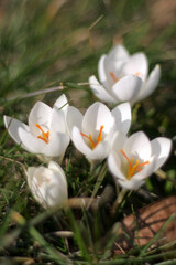 Wczesnowiosenne białe krokusy