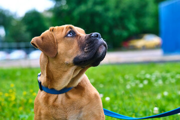 Closeup portrait of dog breed South African Boerboel South African Mastiff - rare breed dogs. color	