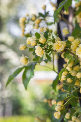 Small cream-colored roses is in the garden on a blurred background in the park. A vertical image.