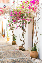 Urban Mediterranean landscape. The facade of the white building and the road are decorated with clay pots with flowering bougainvillea trees. Almonaster la Real, Spain. A vertical image.