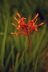 A flower Chasmanthe bicolor is in a green field. A vertical image. The theme of spring flowering in nature.