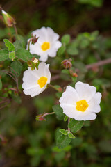 Rosehip bush with white flowers. Wild rosehip buds.  A vertical image.