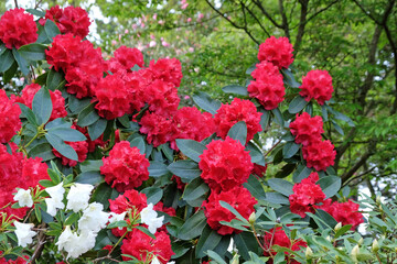 Bright red rhododendron 'Markeeta's Prize' in flower