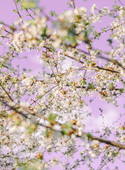Fototapeta premium Apple blossom flowers in spring