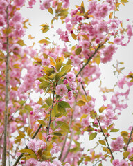 sakura blossom flowers in spring