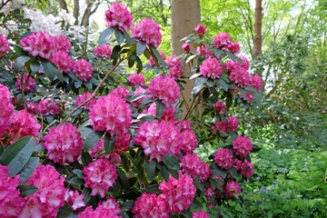 Fototapeta na wymiar Rhododendron 'Elsie Watson' in flower