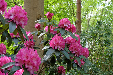 Rhododendron 'Elsie Watson' in flower