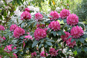 Rhododendron 'Elsie Watson' in flower