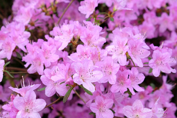 Pale pink Korean azalea in flower