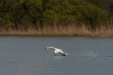 Flying swan over pond near Ostrava city